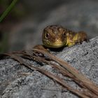 vorsichtige junge Eidechsendame, Dettingen a.d. Erms, Biosphärengebiet schw. Alb