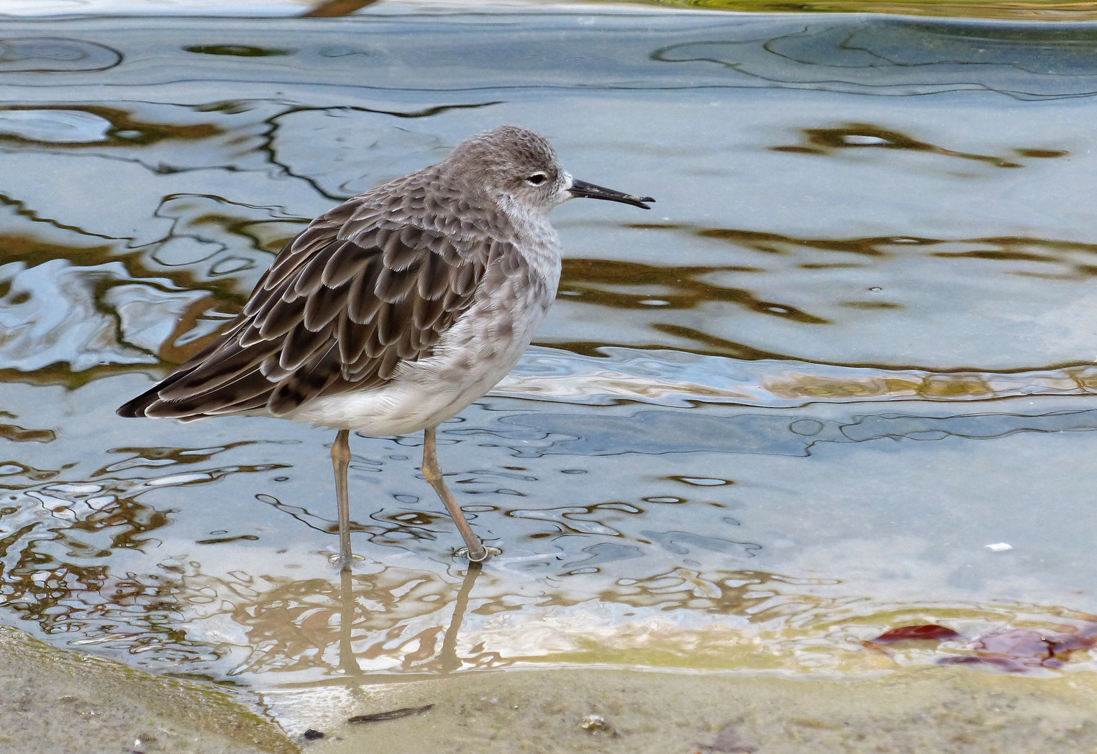 Vorsichtige Schritte ins Wasser