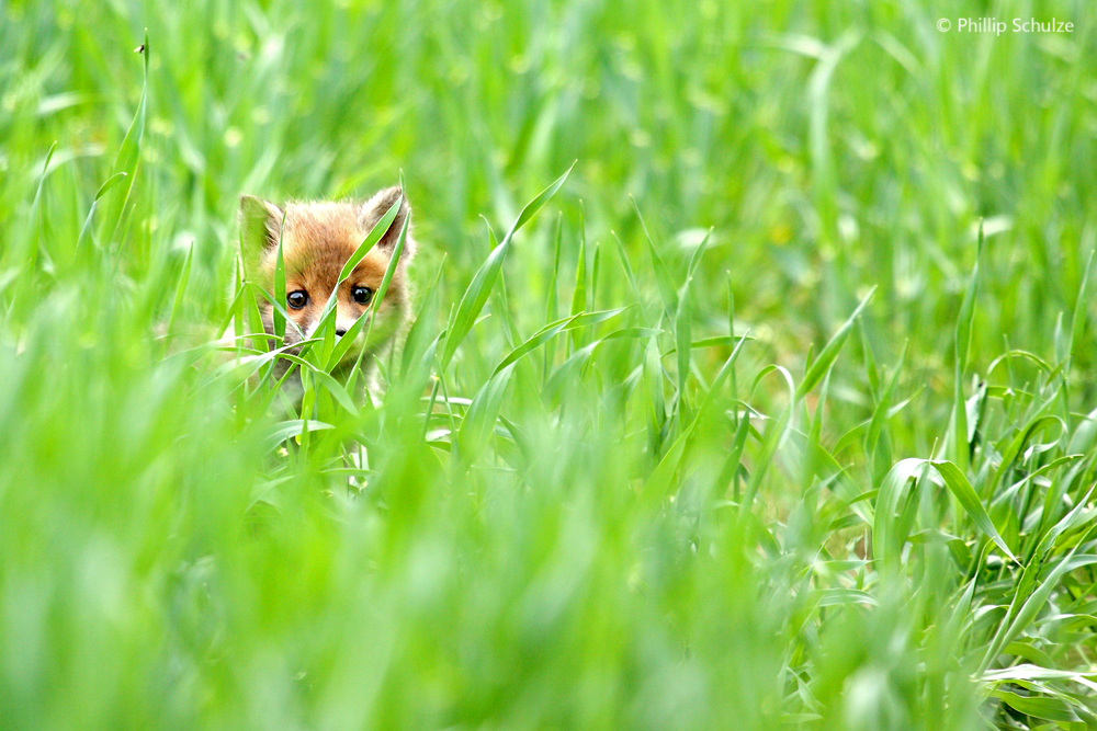 Vorsichtiger Blick