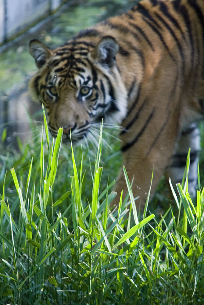 -vorsichtiger Blick-