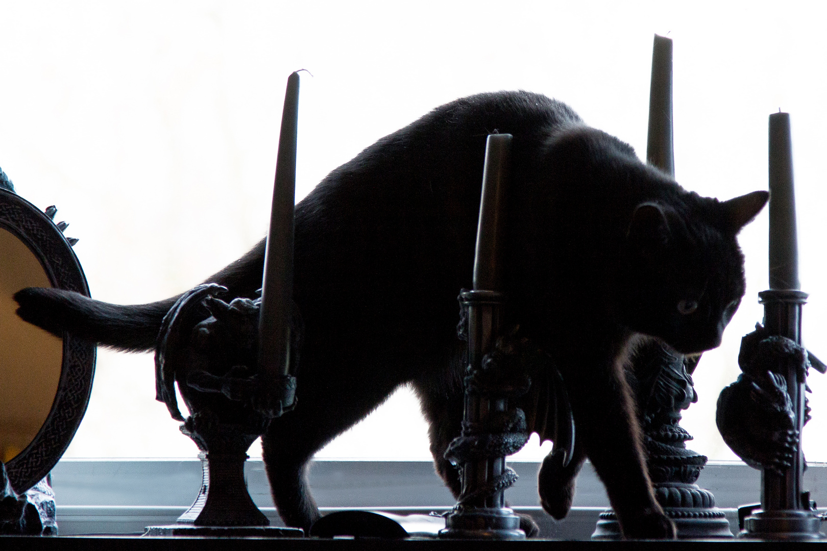 vorsichtiger Schleicher vor dem Fenster