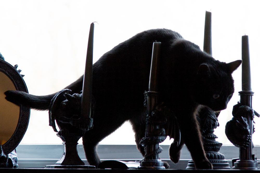 vorsichtiger Schleicher vor dem Fenster