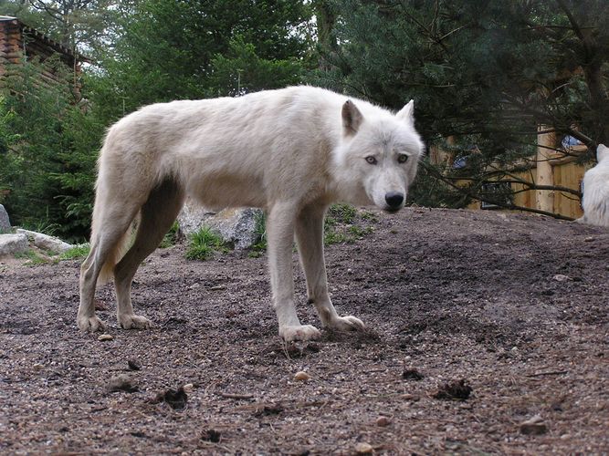 Vorsichtiger Wolf!