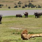 Vorsichtiges Beäugen zwischen Büffel und Löwe
