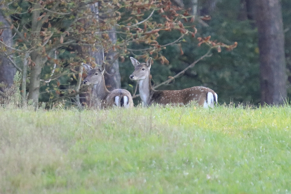 Vorsichtiges Damwild 