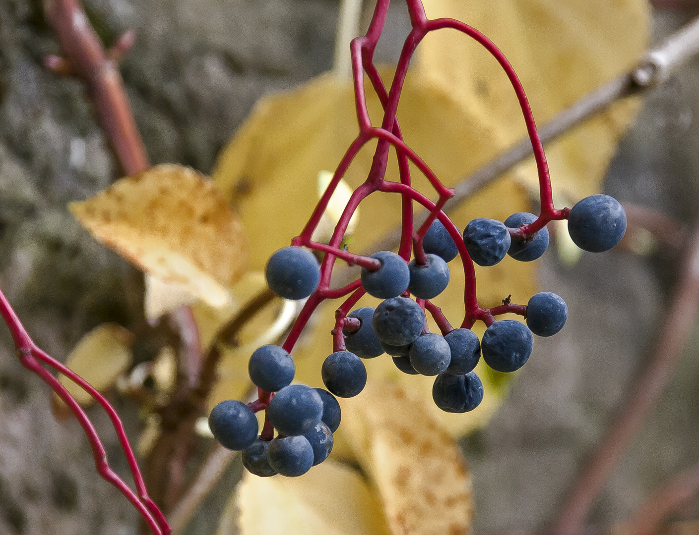 Vorsicht,keine Blaubeeren...