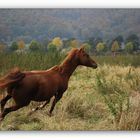 VORSICHT...Wildpferd