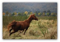 VORSICHT...Wildpferd