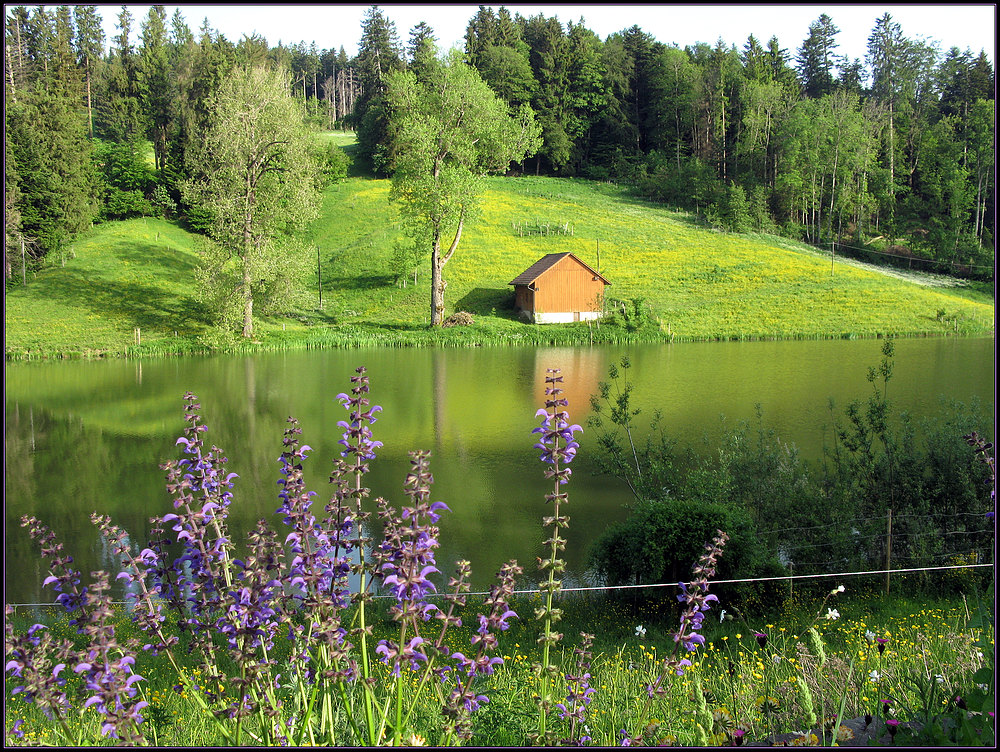 Vorsommer am Weniger Weiher