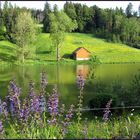 Vorsommer am Weniger Weiher