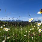 Vorsommer im Appenzellerland