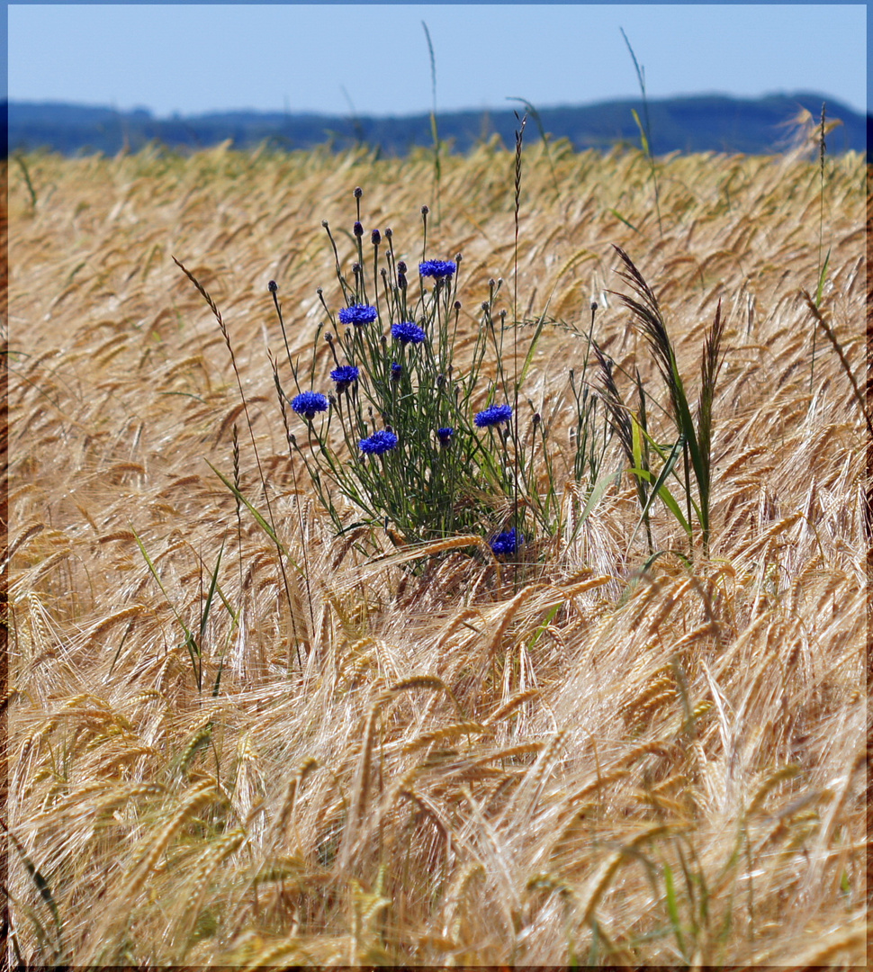 vorsommerlich