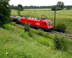 "Vorstadt-Prähie", München Trudering-Moosfeld, 30.07.2011