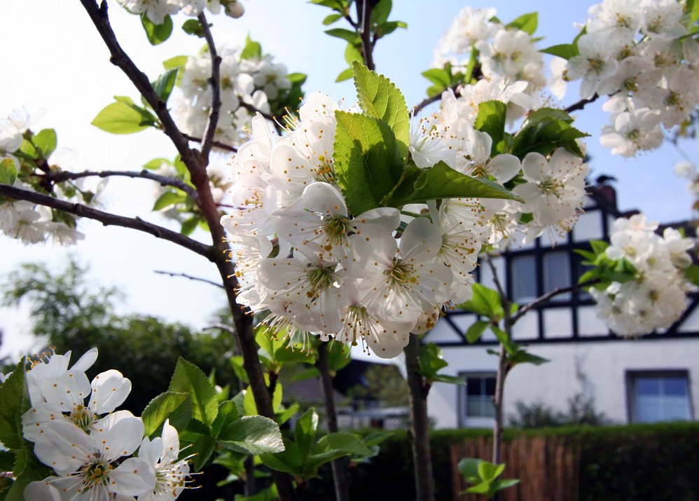 Vorstadtidylle im Frühling