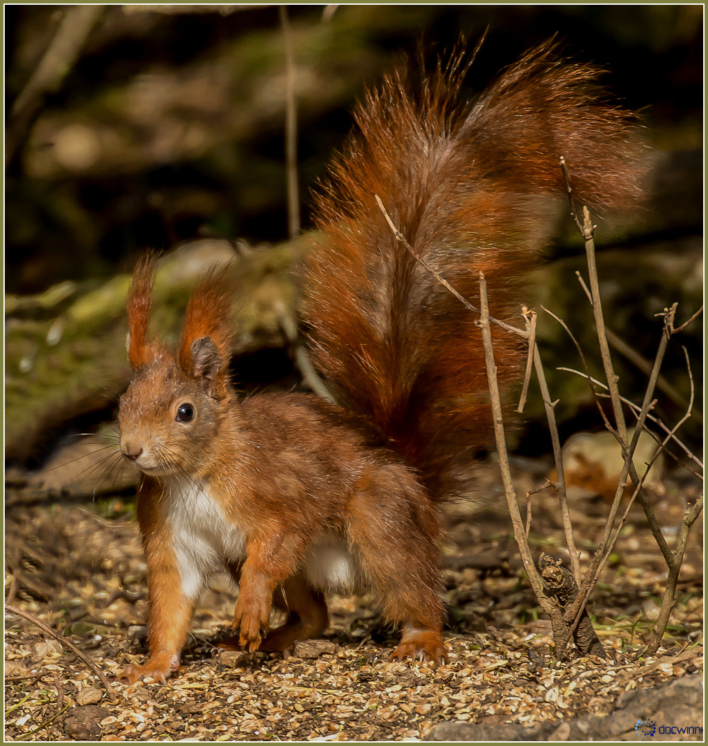 Vorsteh-Hörnchen