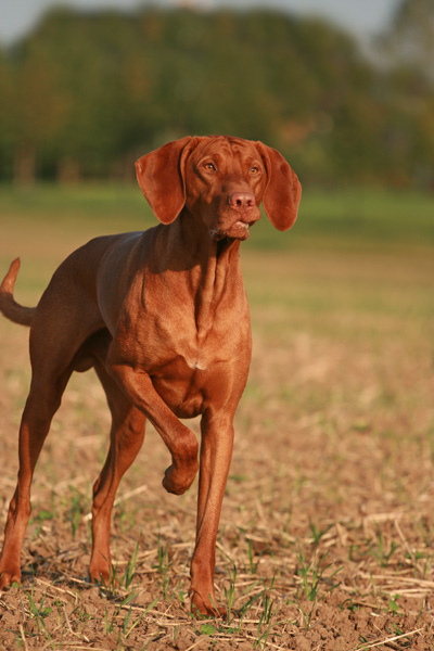 Vorstehen Hund