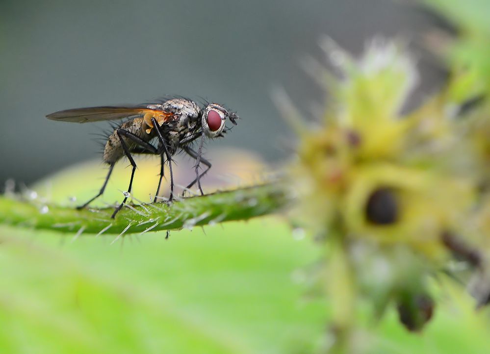 Vorsteher-Fliege