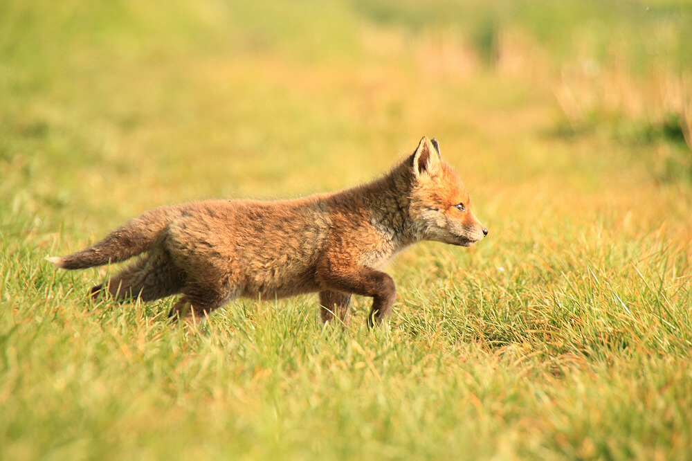 Vorstehfuchs