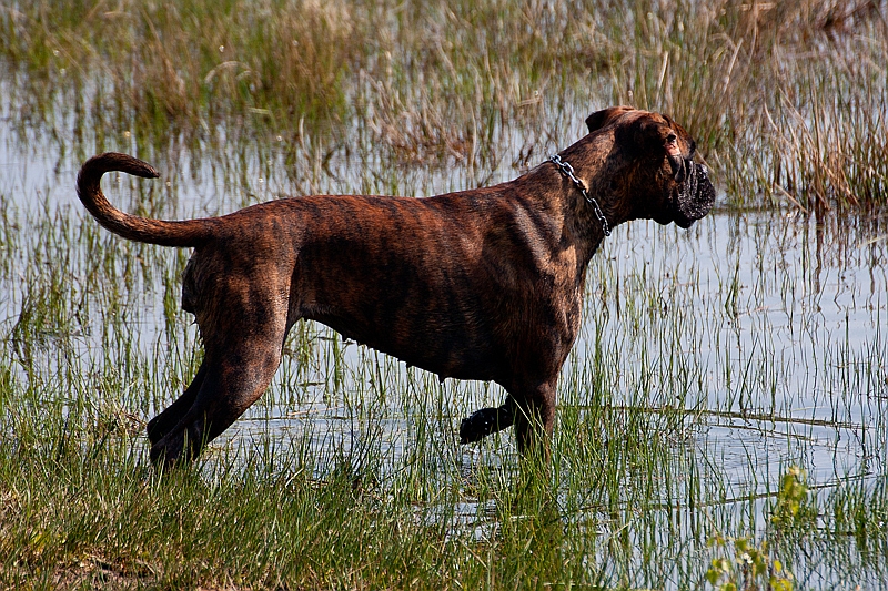 Vorstehhund