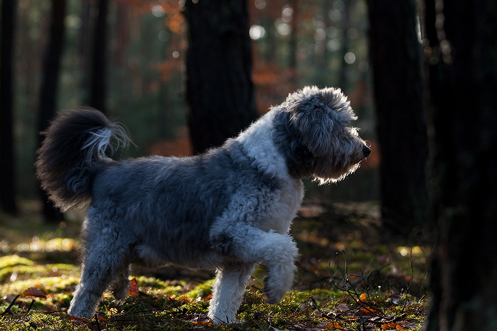 Vorstehhund