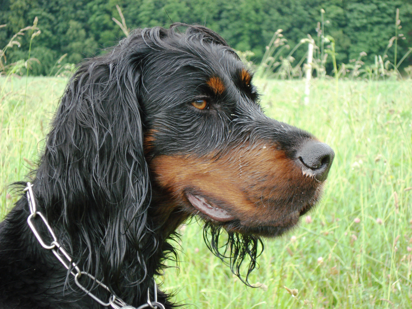 Vorstehhund für Federvieh