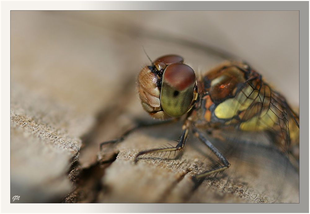 Vorstellung einer Libelle