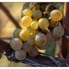 Vorstufe (eines Riesling)