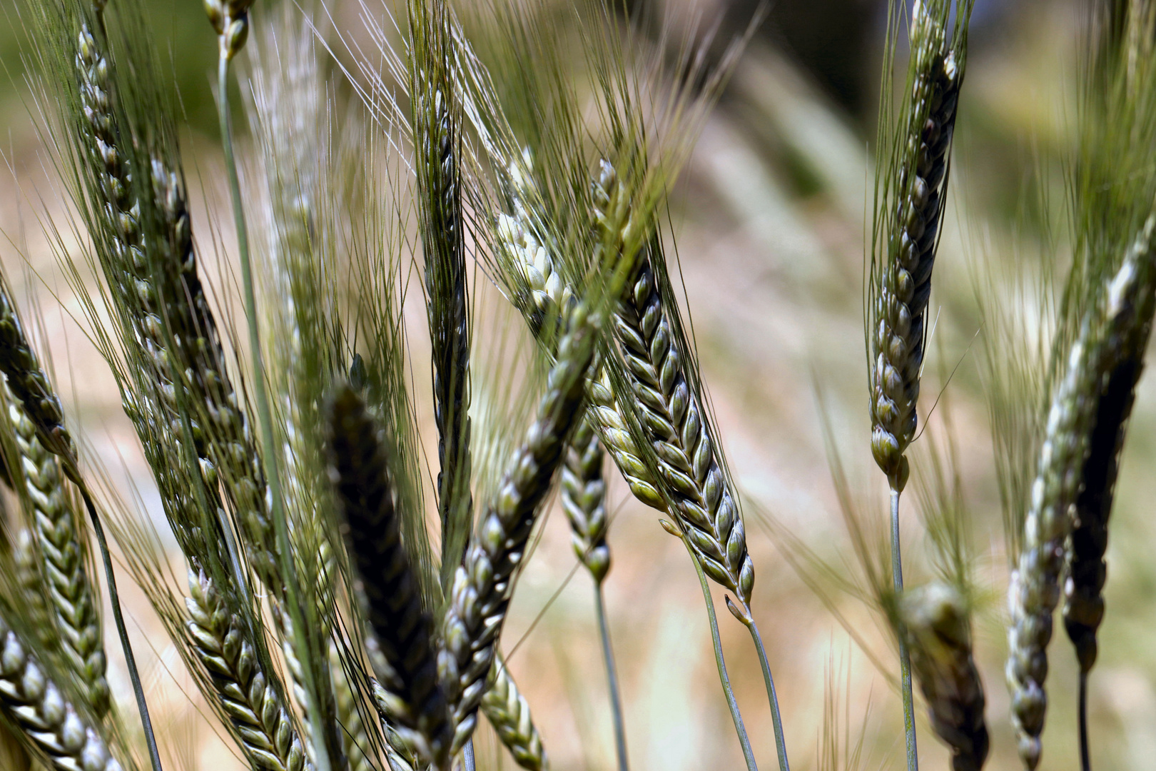 Vorstufe von:  Brot  die Welt