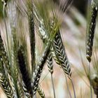 Vorstufe von:  Brot  die Welt