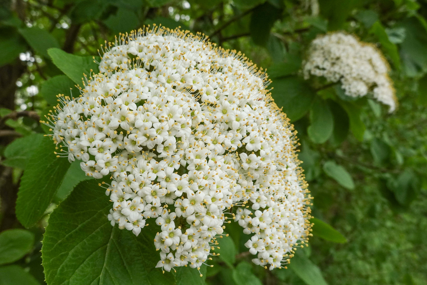 Vorstufe zu Holunderbeeren