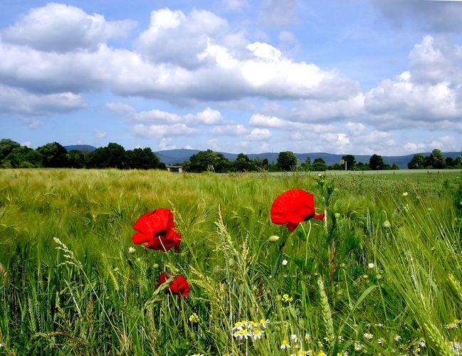 Vortaunuslandschaft