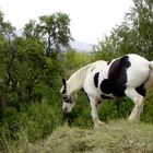 vorwärts atacke den berg hinunter