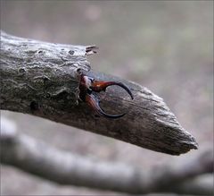 Vorwärts eingeparkt