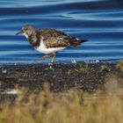 Vorwärts .... marsch! - Herbstliches Vogelleben IX