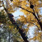 Vorweihnachtlicher Zugverkehr auf einem Ginkgo im Herbstkleid