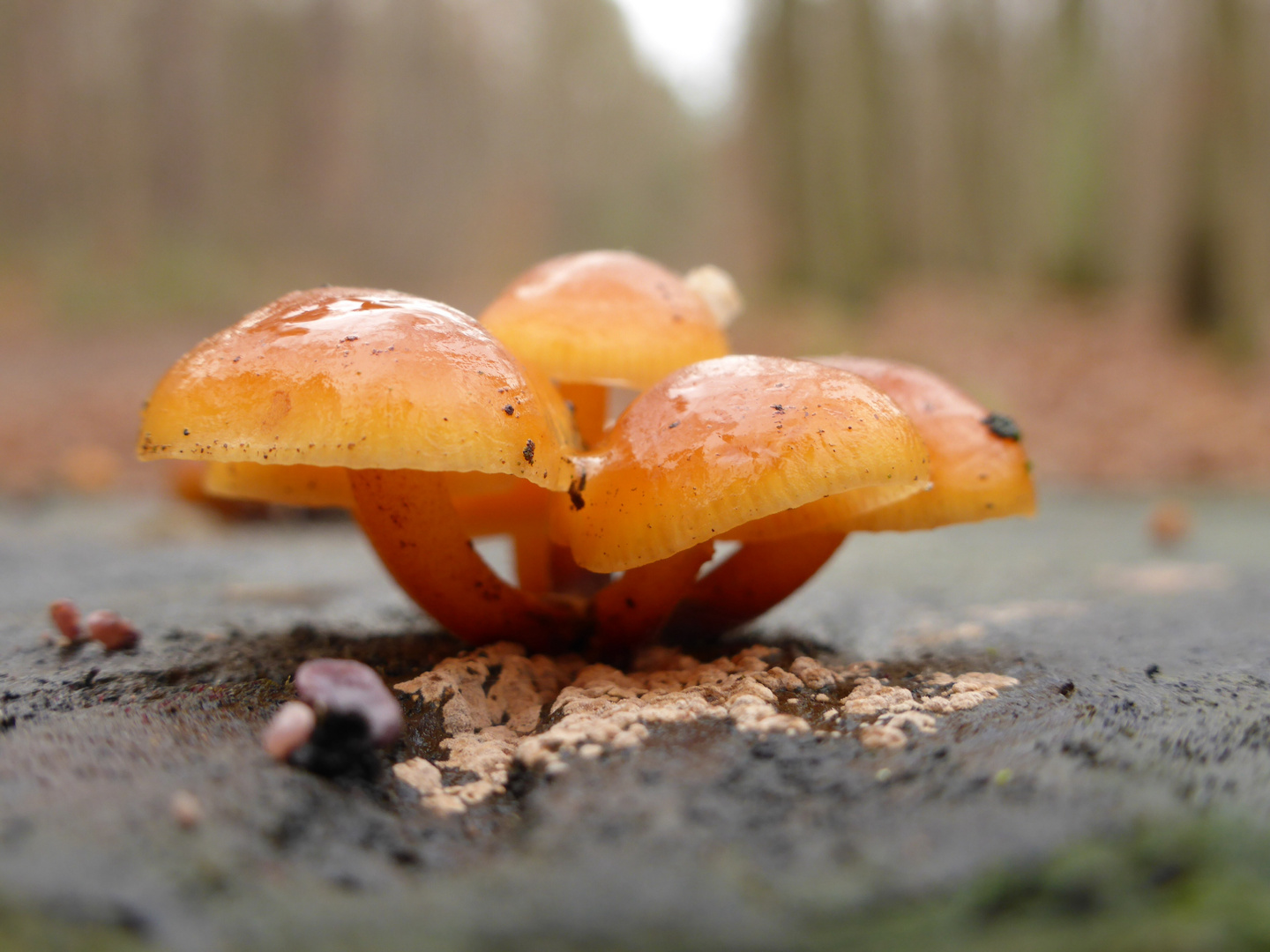 ... vorweihnachtlichter "Regen"-Wald ...