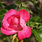 Vorweihnachtsrose_5075