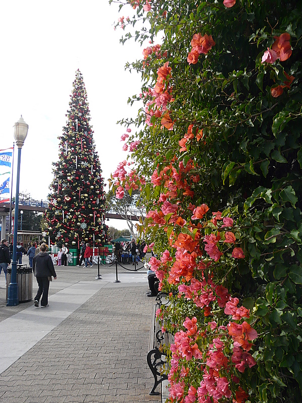 Vorweihnachtsstimmung in San Francisco