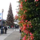 Vorweihnachtsstimmung in San Francisco