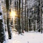 VorweihnachtsWald