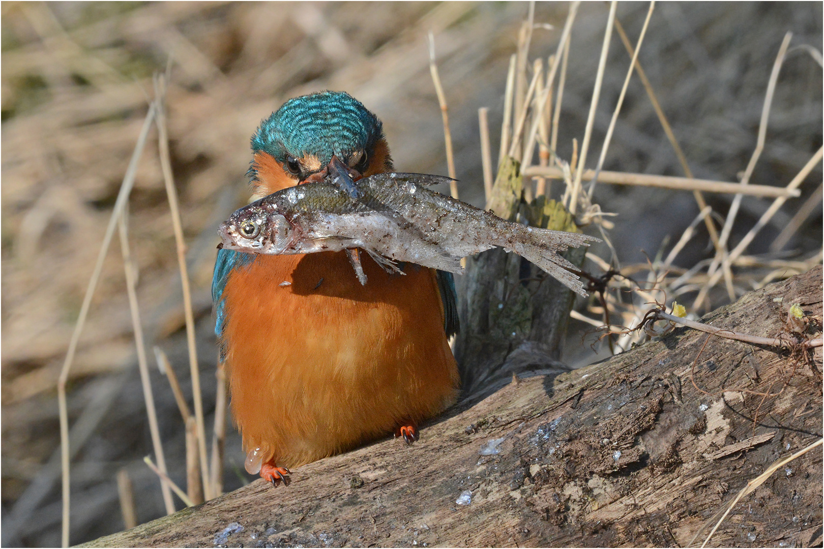 Vorwiegend Fisch