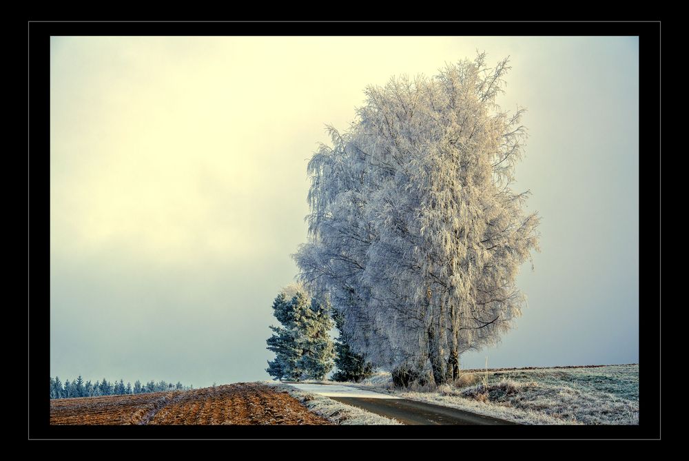 Vorwinter im Fichtelgebirge I