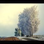 Vorwinter im Fichtelgebirge I