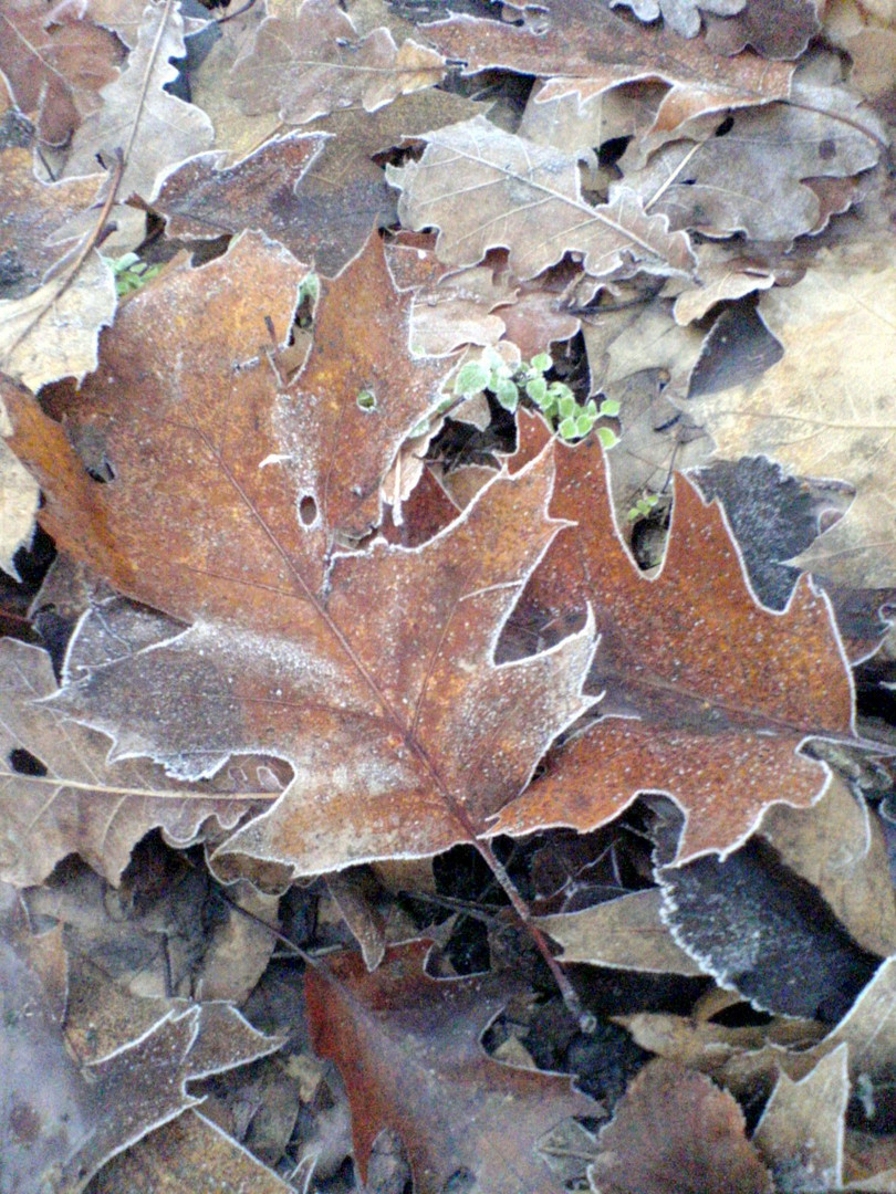 vorwinterlicher Spätherbst