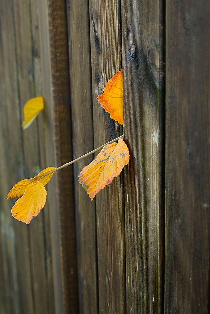 Vorwitzig Foto & Bild | Bume, Gelb, Natur Bilder Auf Fotocommunity