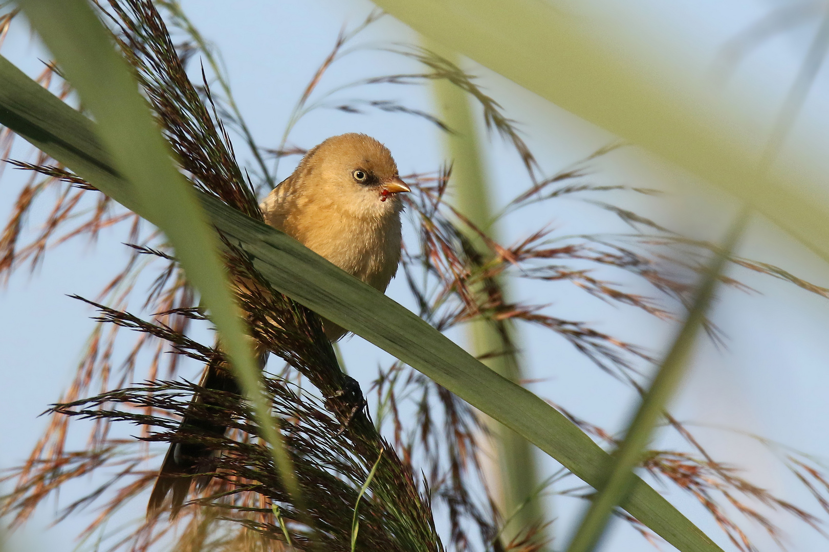 Vorwitzig - junge  Bartmeise (Panurus biarmicus) 