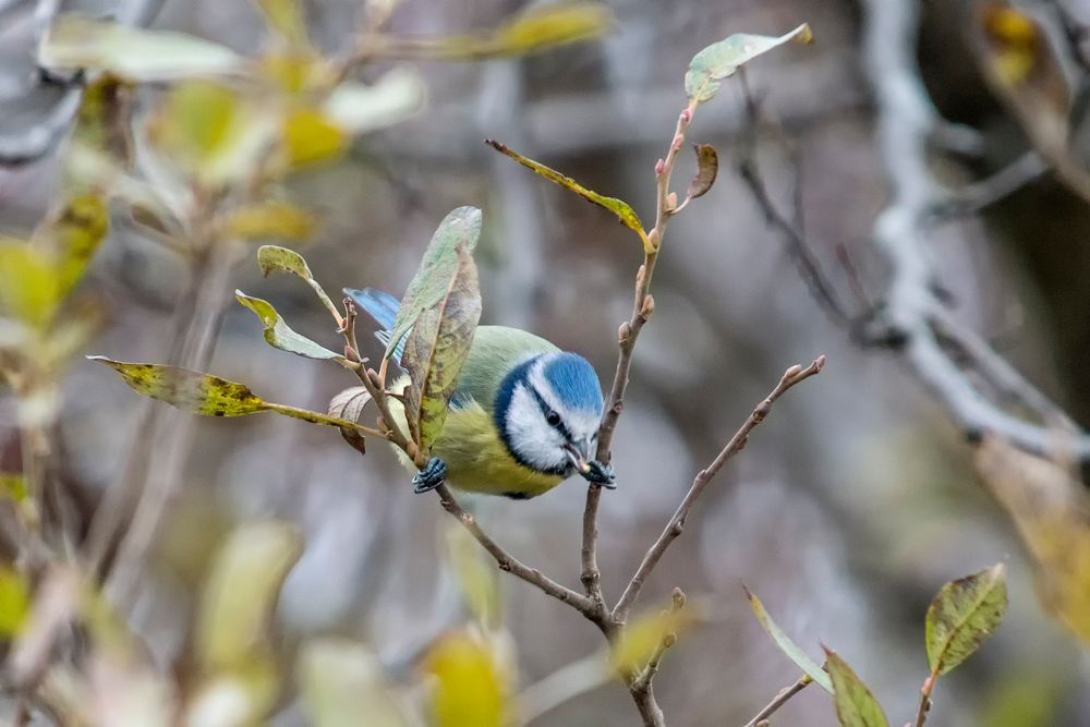 Vorwitzige Blaumeise