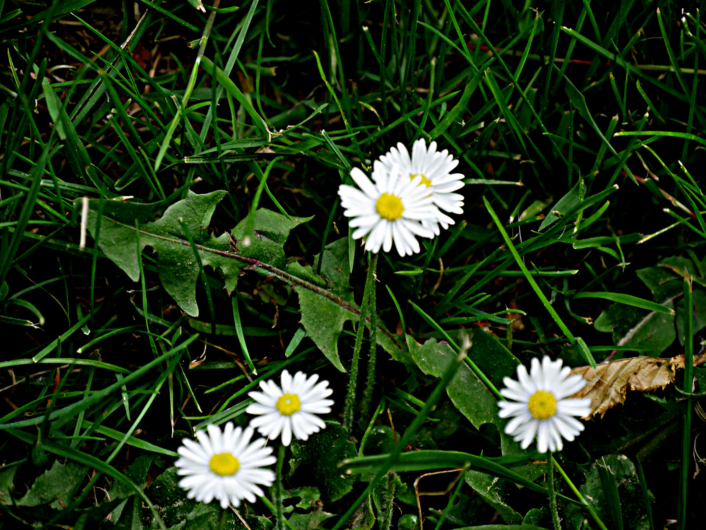 Vorwitzige, kleine Gänseblümchen