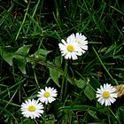 Vorwitzige, kleine Gänseblümchen