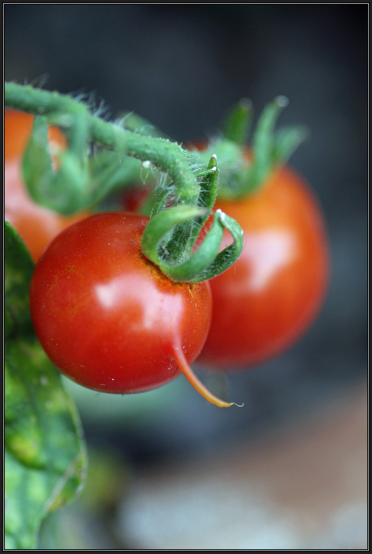 Vorwitzige Tomate